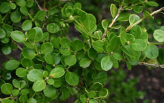 Buxus microphylla Littleleaf boxwood , Littleleaf Boxwood