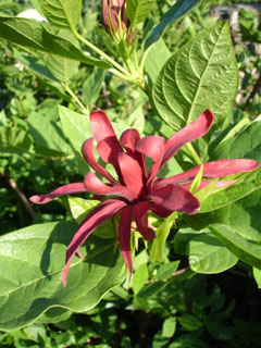 Calycanthus floridus Carolina Allspice, Eastern sweetshrub, Strawberry Bush, Sweetshrub, Carolina Allspice Calycanthus floridus Carolina Allspice, Eastern sweetshrub, Strawberry Bush, Sweetshrub, Carolina Allspice