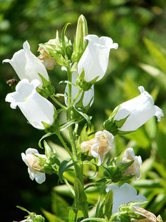 Campanula medium Canterbury Bells, Cup and Saucer, Canterbury Bells Campanula medium Canterbury Bells, Cup and Saucer, Canterbury Bells