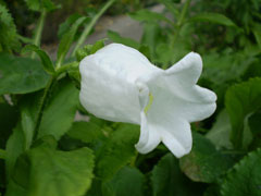 Campanula medium Canterbury Bells, Cup and Saucer, Canterbury Bells Campanula medium Canterbury Bells, Cup and Saucer, Canterbury Bells