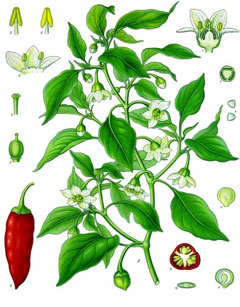 Capsicum annuum Sweet Pepper,  Cayenne Pepper, Chili Pepper, Christmas Pepper,  Red Pepper, Ornamental Chili  Pepper