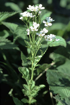 Cardamine amara Large Bittercress Cardamine amara Large Bittercress