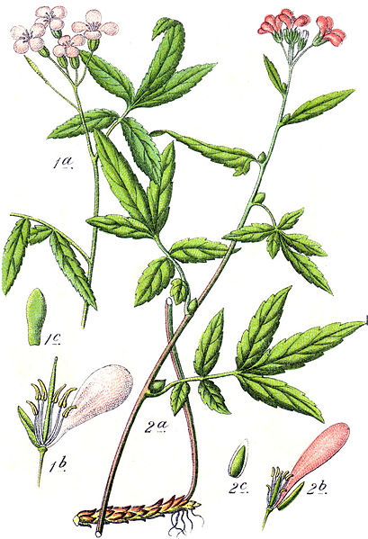 Cardamine heptaphylla Cardamine heptaphylla