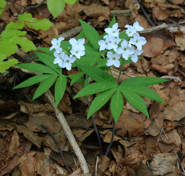 Cardamine heptaphylla Cardamine heptaphylla