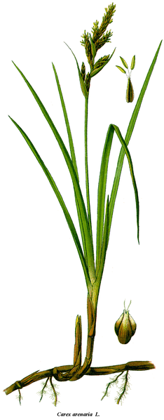 Carex arenaria Sand Sedge Carex arenaria Sand Sedge