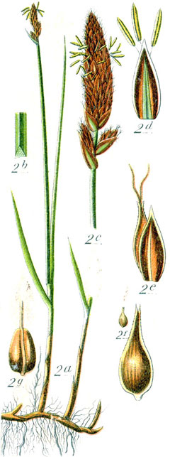 Carex disticha Tworank sedge Carex disticha Tworank sedge