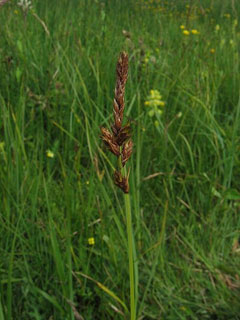 Carex disticha Tworank sedge Carex disticha Tworank sedge
