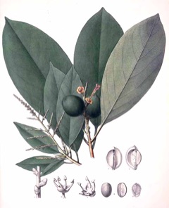 Caryodendron orinocense Taccy Nut, Nuez de Barinas
