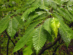 Castanea dentata American Sweet Chestnut Castanea dentata American Sweet Chestnut