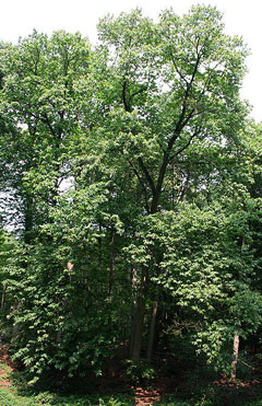 Castanea dentata American Sweet Chestnut Castanea dentata American Sweet Chestnut