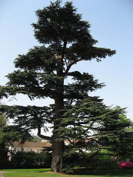 Cedrus libani Cedar Of Lebanon