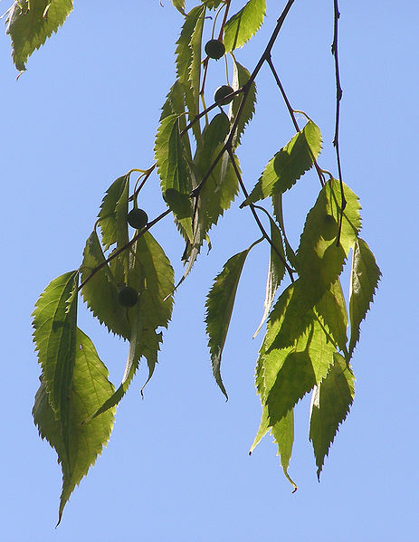 Celtis australis Nettle Tree, European hackberry Celtis australis Nettle Tree, European hackberry