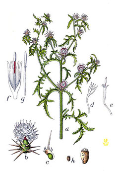 Centaurea calcitrapa Common Star Thistle, Red star-thistle