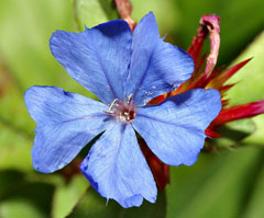 Ceratostigma plumbaginoides Blue leadwood, Blue Plumbago, Perennial Plumbago, Leadwort Ceratostigma plumbaginoides Blue leadwood, Blue Plumbago, Perennial Plumbago, Leadwort