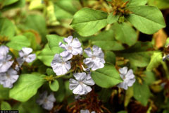 Ceratostigma willmottianum Chinese Plumbago, Chinese Leadwort Ceratostigma willmottianum Chinese Plumbago, Chinese Leadwort