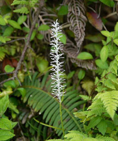 Chionographis japonica Chionographis japonica