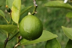 Citrus latifolia Citrus Tahitian Lime