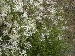 Clematis flammula Fragrant Virgin Clematis flammula Fragrant Virgin