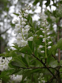 Cliftonia monophylla Ironwood, Buckwheat tree