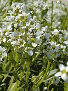 Cochlearia anglica Long Leaved Scurvy Grass Cochlearia anglica Long Leaved Scurvy Grass