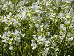 Cochlearia anglica Long Leaved Scurvy Grass Cochlearia anglica Long Leaved Scurvy Grass