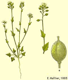 Cochlearia danica Danish Scurvy Grass Cochlearia danica Danish Scurvy Grass