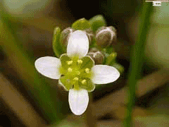 Cochlearia danica Danish Scurvy Grass Cochlearia danica Danish Scurvy Grass