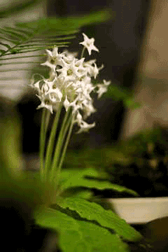 Conandron ramondioides Conandron ramondioides