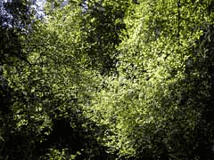 Coprosma rotundifolia 