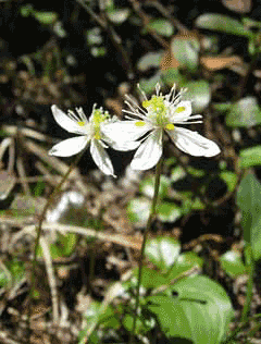 Coptis trifolia Goldthread, Threeleaf goldthread Coptis trifolia Goldthread, Threeleaf goldthread