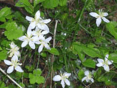 Coptis trifolia Goldthread, Threeleaf goldthread Coptis trifolia Goldthread, Threeleaf goldthread