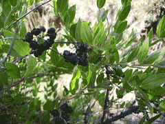Coriaria myrtifolia Redoul