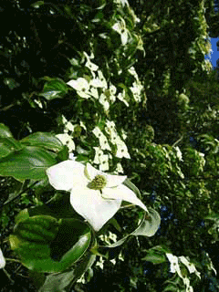 Cornus chinensis Cornus chinensis