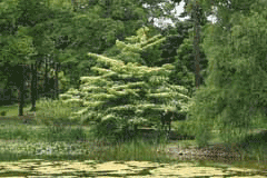 Cornus controversa Giant Dogwood, Wedding Cake Tree, Cornus controversa Giant Dogwood, Wedding Cake Tree,