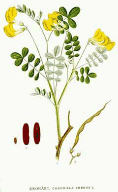Coronilla emerus Scorpion Senna Coronilla emerus Scorpion Senna
