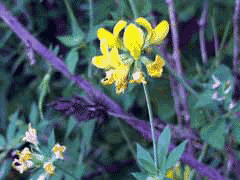 Coronilla emerus Scorpion Senna Coronilla emerus Scorpion Senna