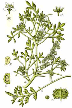 Coronopus squamatus Crowfoot, Greater swinecress Coronopus squamatus Crowfoot, Greater swinecress