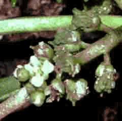 Coronopus squamatus Crowfoot, Greater swinecress Coronopus squamatus Crowfoot, Greater swinecress