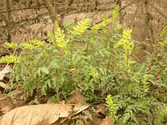 Corydalis pallida 