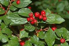 Cotoneaster acuminatus Acuminate cotoneaster Cotoneaster acuminatus Acuminate cotoneaster