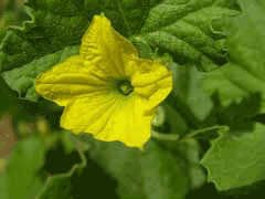 Cucumis melo Melon, Cantaloupe Cucumis melo Melon, Cantaloupe