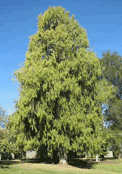 Cupressus funebris Chinese Weeping Cypress, Mourning-cypress