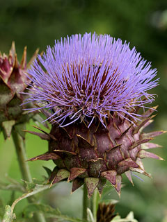 Cynara cardunculus Cardoon Cynara cardunculus Cardoon