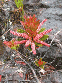 Cyrilla racemiflora Leatherwood,  Swamp titi, Black Titi, Swamp, Myrtle, Titi Swamp, Leatherwood