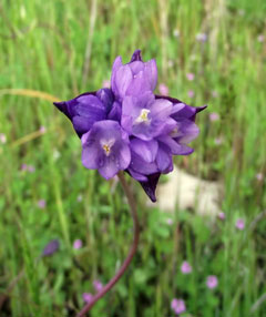 Dichelostemma pulchellum Wild Hyacinth Dichelostemma pulchellum Wild Hyacinth