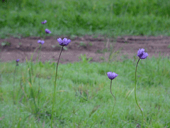 Dichelostemma pulchellum Wild Hyacinth Dichelostemma pulchellum Wild Hyacinth