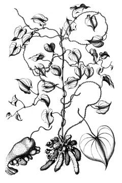 Dioscorea esculenta Lesser Yam, Potato Yam, Chinese Yam, Wild Yam Dioscorea esculenta Lesser Yam, Potato Yam, Chinese Yam, Wild Yam