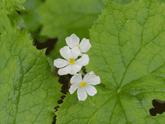 Diphylleia grayi Diphylleia grayi