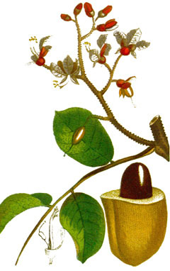 Dipteryx odorata Tonka Bean, Brazilian Teak Dipteryx odorata Tonka Bean, Brazilian Teak