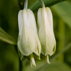 Disporum sessile Japanese Fairy Bells Disporum sessile Japanese Fairy Bells